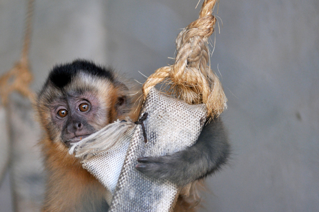 O macaco Fênix recebeu tratamento no Zoológico de Brasília. 