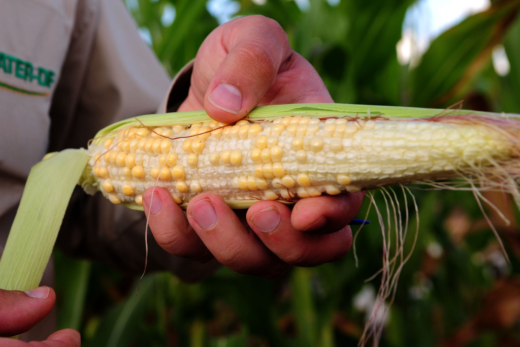 A estiagem no primeiro trimestre prejudicou a safra de milho no Distrito Federal, com perda de produtividade estimada pela Secretaria de Agricultura em 70%.