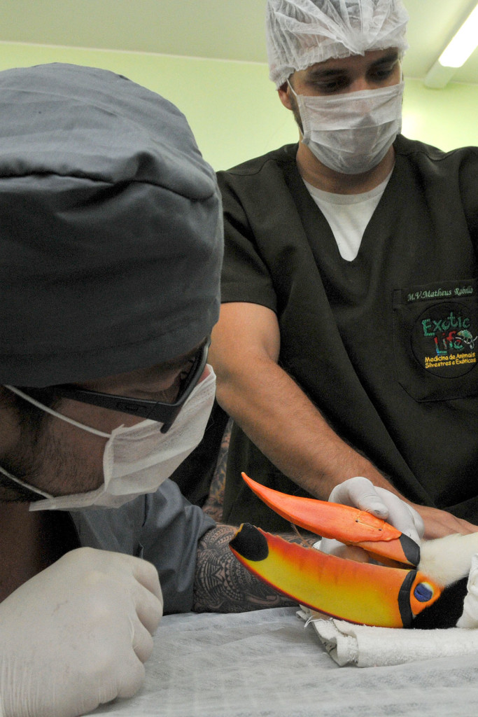 O médico veterinário e dentista Roberto Fecchio, durante a cirurgia de Pirata.