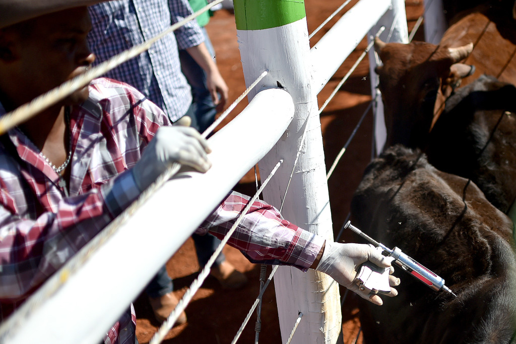 Animais são vacinados contra febre aftosa em propriedade rural de Planaltina.