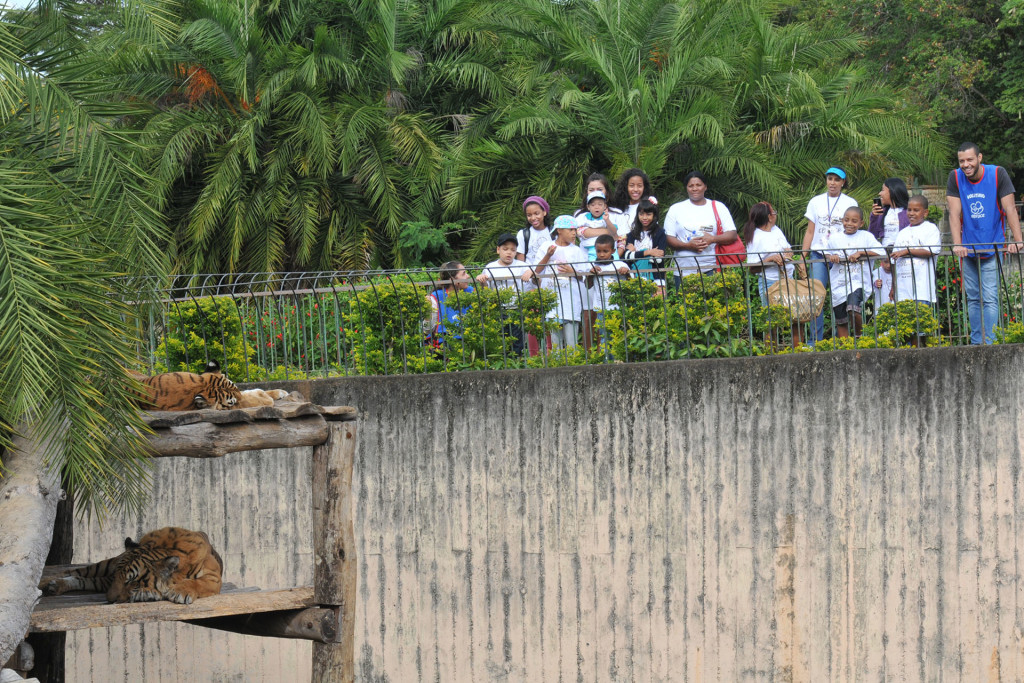 tratamento na Abrace passam pelo recinto dos tigres de bengala.