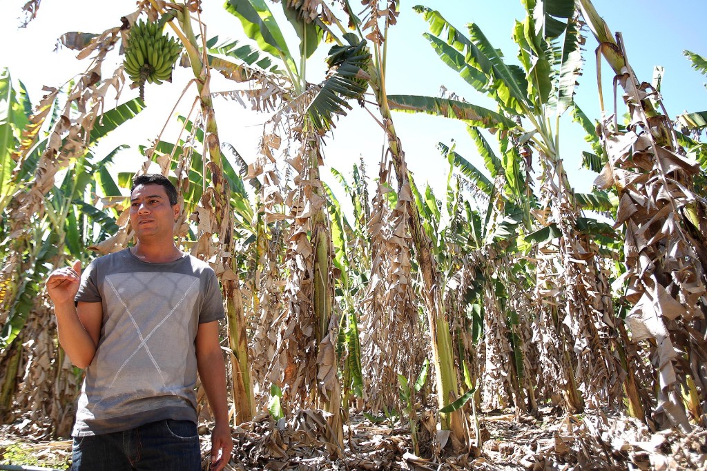 O produtor de bananas Fábio Luiz Valença, de 35 anos, pretende utilizar a carta de crédito do Prospera DF para expandir a plantação e variar o tipo da fruta cultivada no Assentamento Contagem, na Fercal.