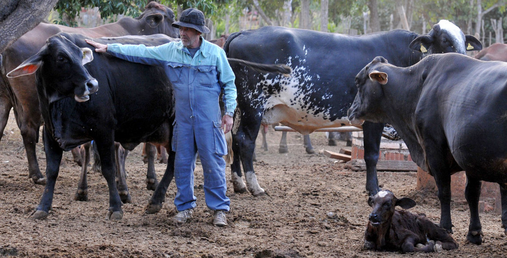 Depois de campanha da Secretaria da Agricultura, até agora foi alcançado 96% do rebanho local, estimado em 95 mil cabeças. O produtor rural José de Oliveira diz que sua propriedade está livre da doença há muitos anos.