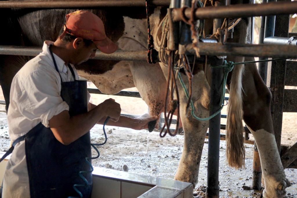 No processo, as vacas são higienizadas antes da ordenha — feita de forma automatizada. Foto: Renato Araùjo/Agência Brasília