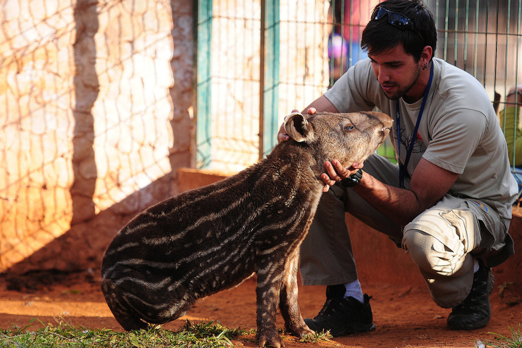 A anta fêmea de 4 meses com o biólogo da Diretoria de Mamíferos do Zoológico de Brasília.