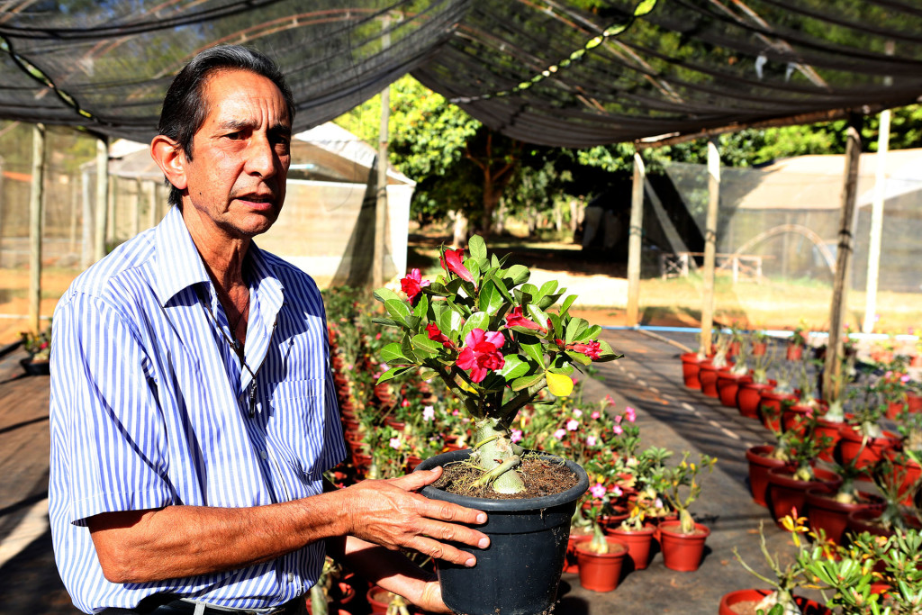 Arnoldo Castiglioni, de 65 anos, dono do Sítio Florida, dará palestra sobre o cultivo de rosas-do-deserto.