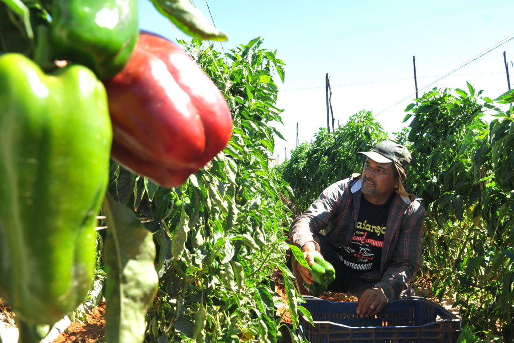 Há 15 anos, José Perez de Barros planta e colhe pimentão no núcleo rural. A renda média mensal com a lavoura chega a R$ 6 mil.