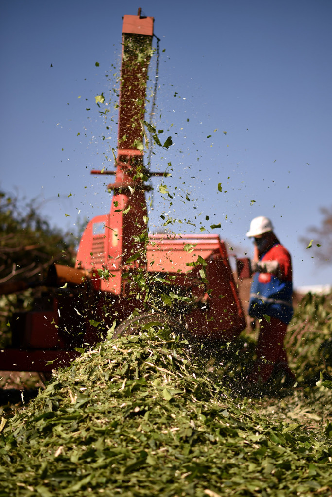 Uma vez recolhido pela Novacap, o material de poda é levado ao Viveiro II da Novacap, onde galhos e folhas são triturados para compostagem e transformados em adubo.