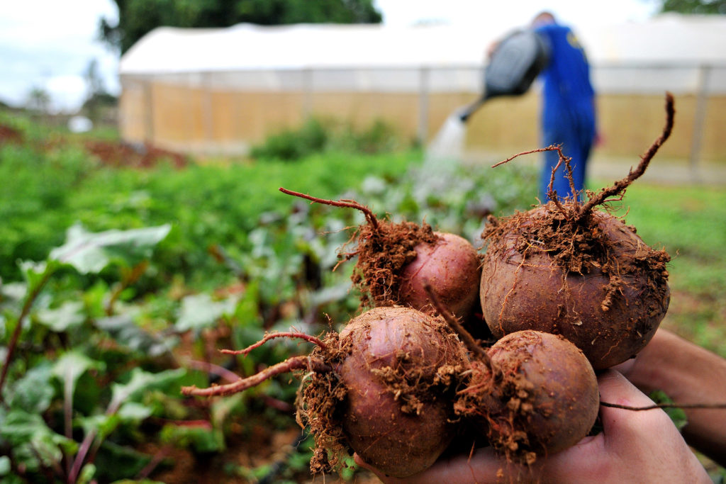 Nas hortas do projeto Horticultura e Socioeducação os adolescentes cultivam vários produtos, entre eles a beterraba