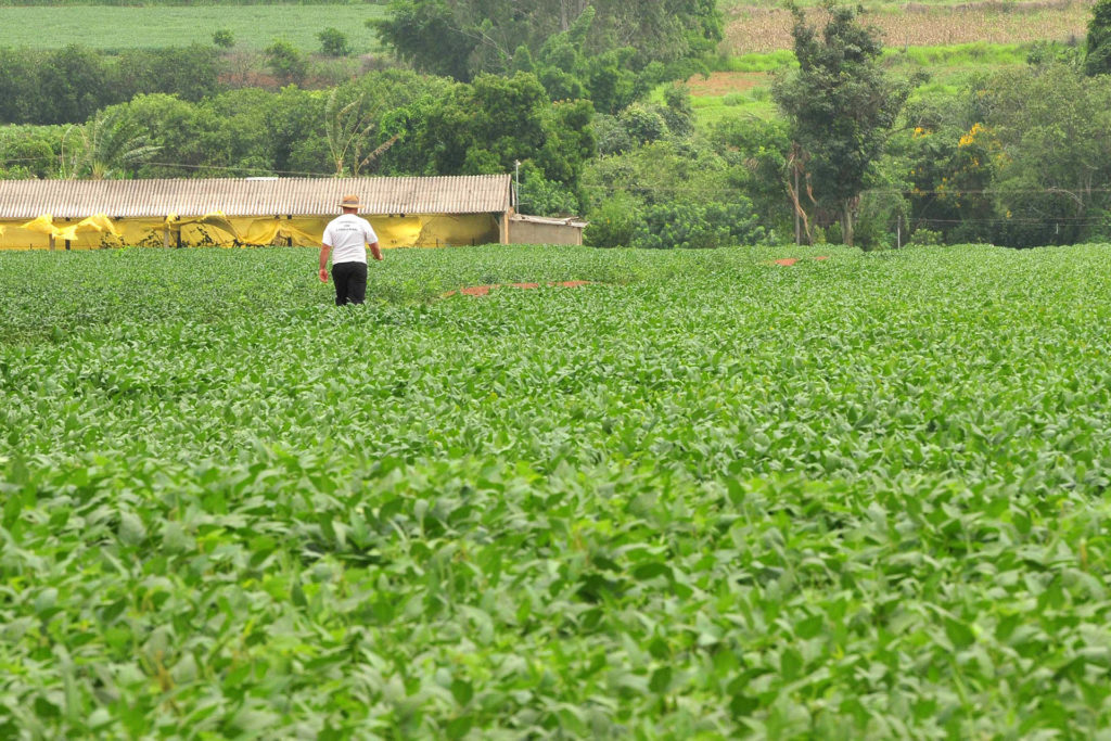 A Empresa Brasileira de Pesquisa Agropecuária (Embrapa) quer desenvolver plantas resistentes à ferrugem asiática, praga comum em lavouras de soja.