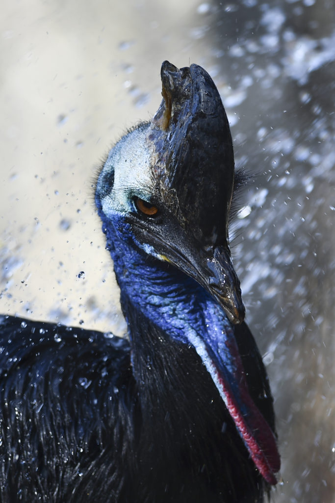 Casuar, com 15 anos, é uma das aves mais antigas do Zoológico. 
