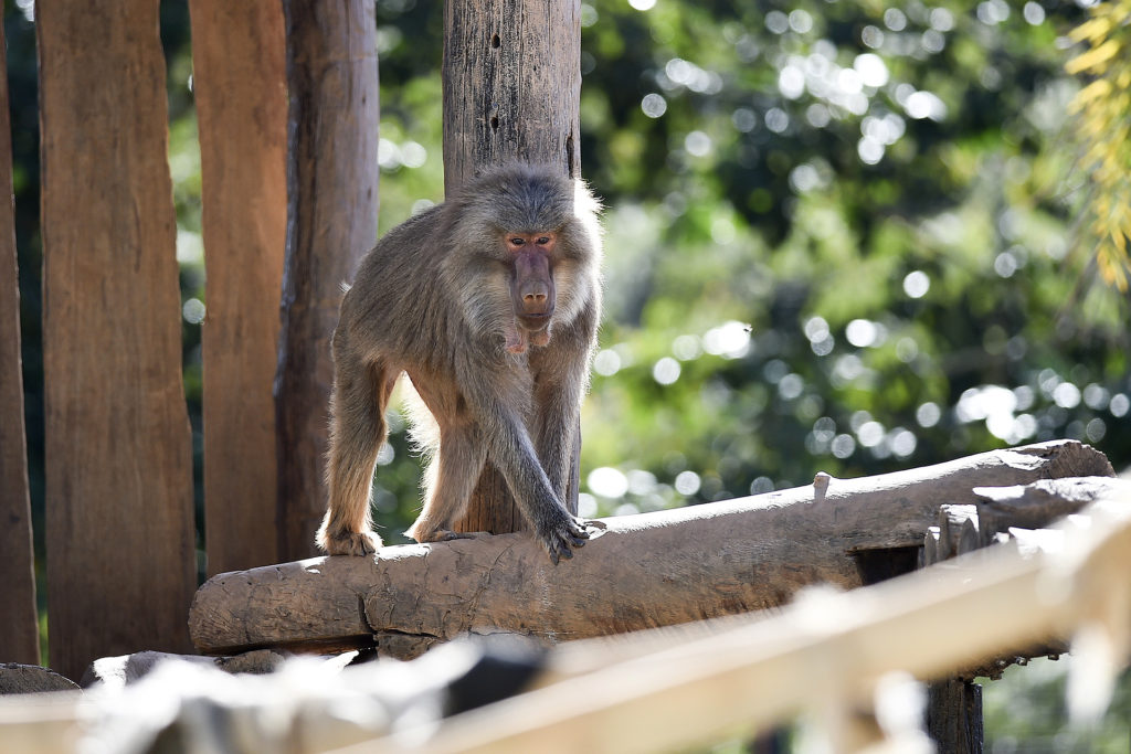 Com 26 anos de idade, a babuíno-sagrado fêmea Capitu precisa de cuidados especiais para locomover-se.