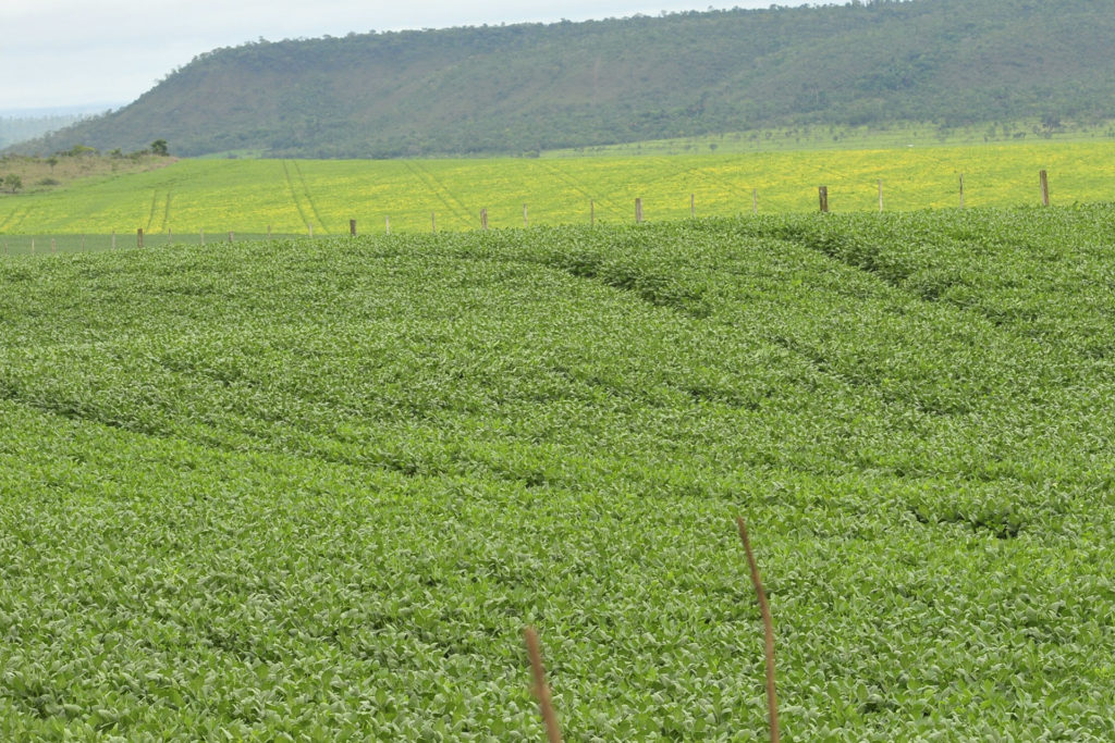 Lavoura de soja na região de Planaltina: a partir de sábado (1º) fica proibido o cultivo da planta no DF.