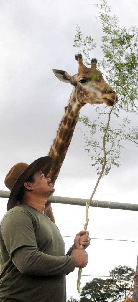 O tratador Demétrio Pereira Júnior, de 37 anos, alimentando uma das girafas do zoo.