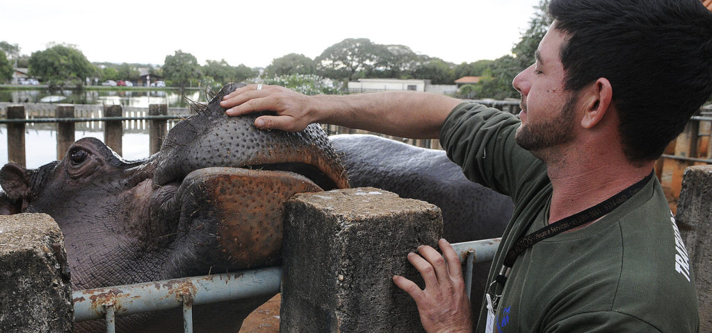 Diego Souza, tratador de 31 anos, acaricia hipopótamo.