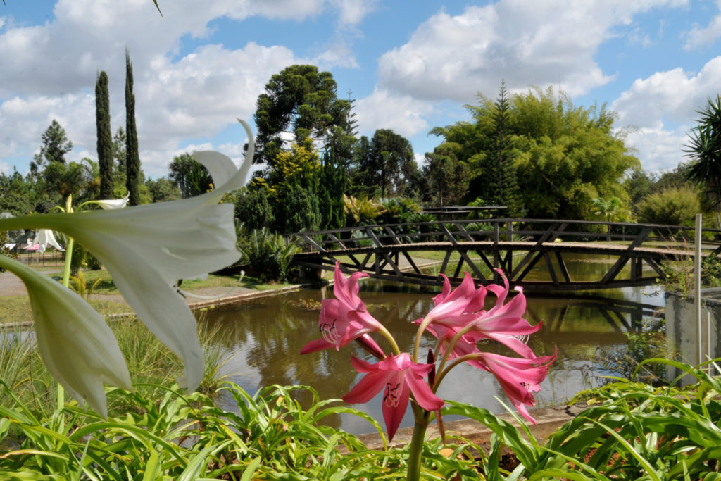 O Jardim Botânico tem aproximadamente 4,5 mil hectares destinados à preservação e pesquisa, dos quais 500 hectares estão abertos à visitação. Foto: Tony Winston/Agência Brasília