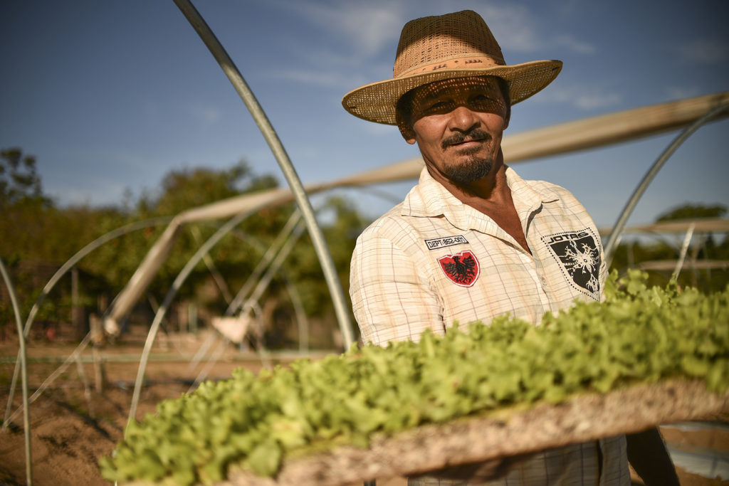 Auxiliado pela Emater-DF e com recursos do Prospera, Miguel Simões reduziu gastos na produção de hortaliças ao instalar irrigação por gotejamento e estufas.