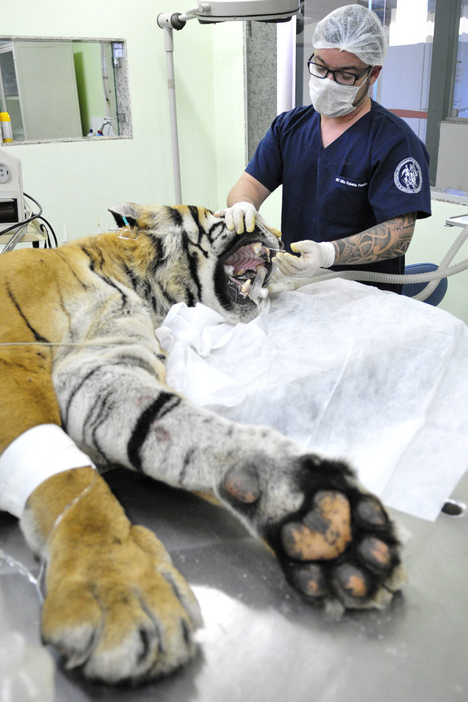O tigre Rabisco passou em 25 de julho por tratamento de canal em um das presas superiores.