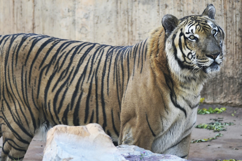 O tigre-de-bengala Rabisco, nascido na Fundação Jardim Zoológico de Brasília, morreu na sexta-feira (22).
