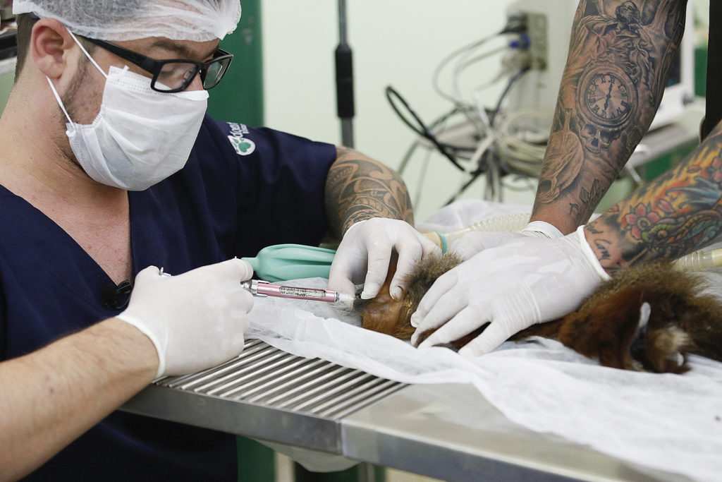 Veterinários extraem dentes infeccionados da macaca Zoguinha: parceria com profissionais especializados garante tratamento a animais do Zoo em diversas áreas. 
