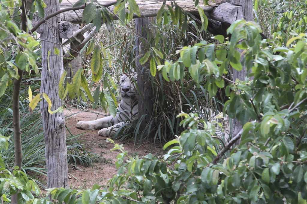 Recintos como o do tigre-de-bengala-branco receberam mais vegetação para permitir que os animais se escondam, caso queiram, e tenham mais conforto.