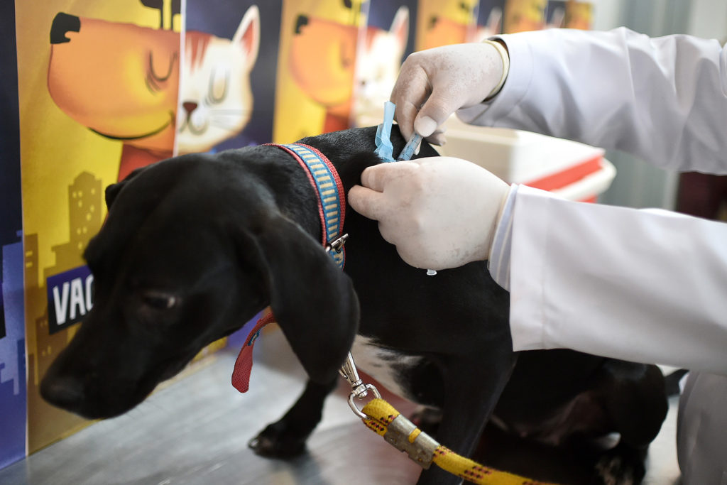 No Dia D da vacinação antirrábica cerca de 250 postos vão oferecer gratuitamente a dose para cães e gatos. Para ter direito, é preciso levar a caderneta de vacinação do animal.