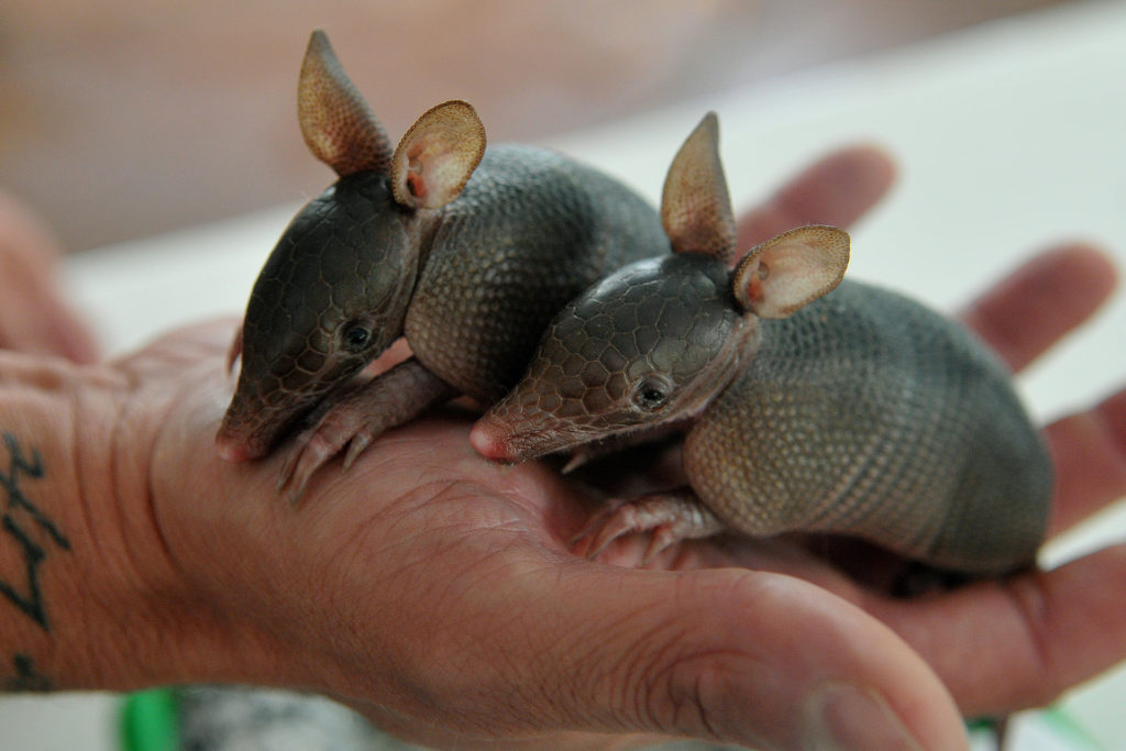 Além de acolher bichos resgatados por órgãos de fiscalização ambiental, Hospital Veterinário do zoo recebe demanda de outras unidades da Federação. Últimos filhotes são dois tatus, que vieram da Chapada dos Veadeiros.