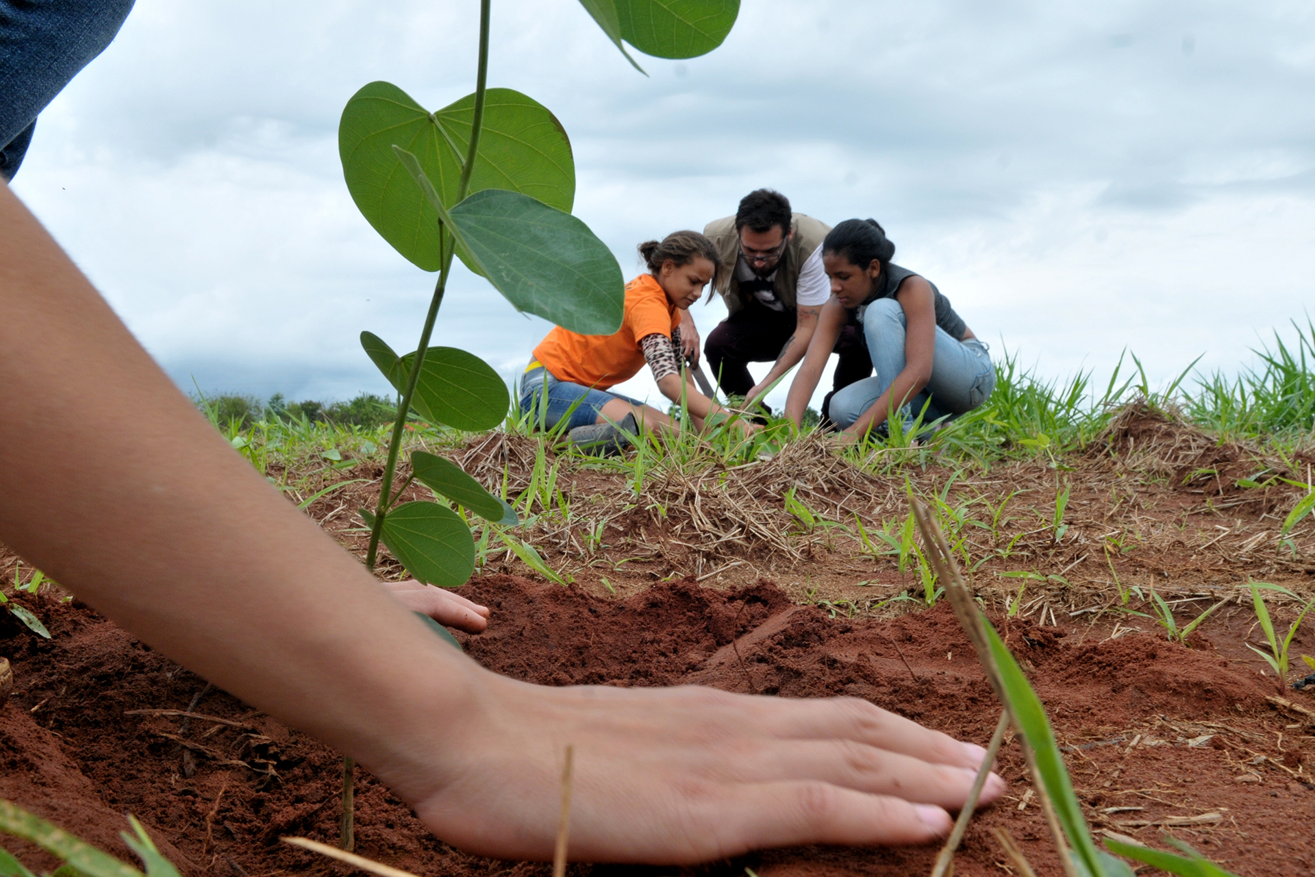 Estudantes de escolas públicas e privadas plantaram 1,2 mil mudas na Bacia do Pipiripau, em Planaltina