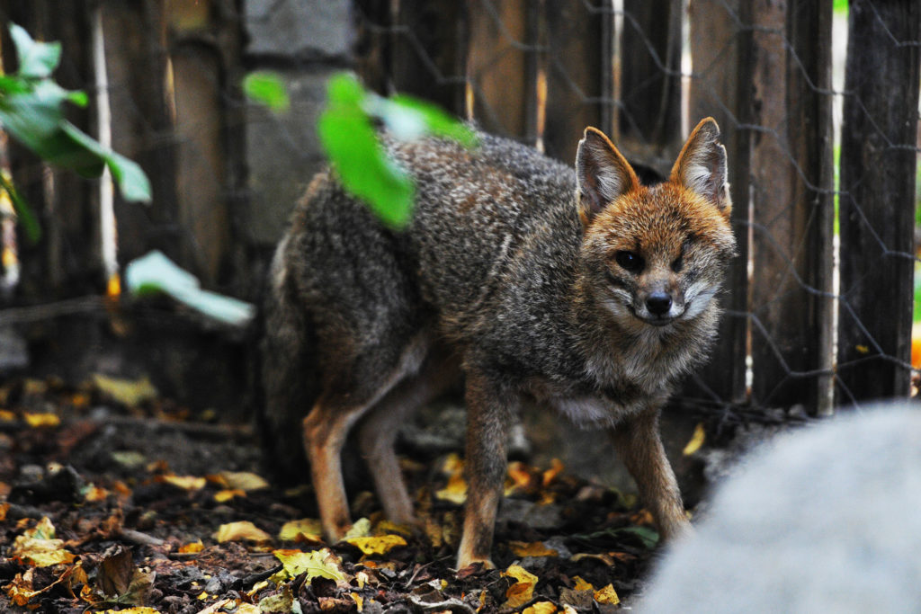 A raposa do Cerrado Chacal, que chegou há cerca de sete anos, perdeu um dos olhos depois de levar um tiro e passou por cirurgia.