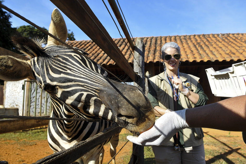A zebra Tucha chegou ao zoológico em 1997 e há cinco é treinada pelos tratadores. 