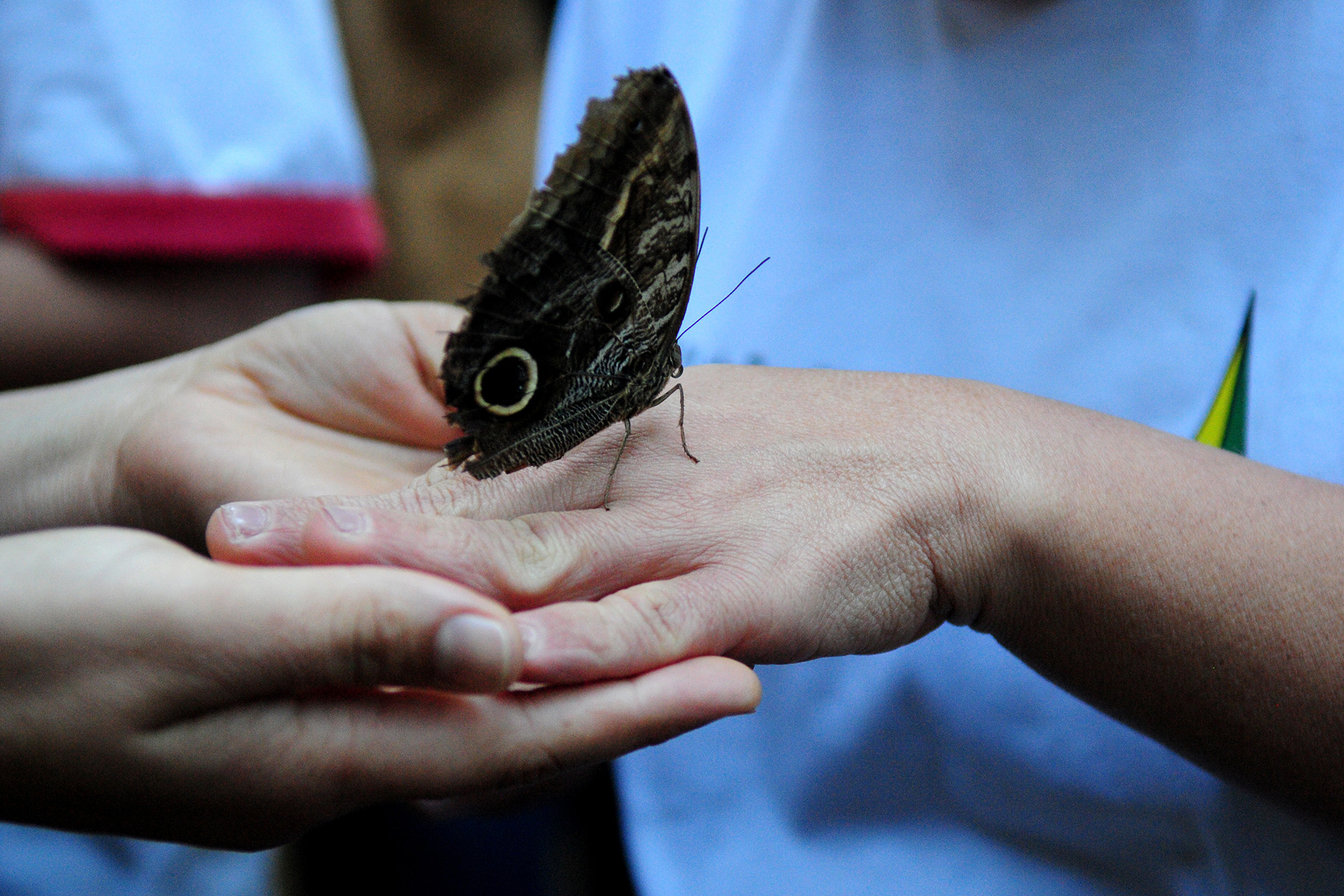No borboletário, os alunos do Centro de Ensino Especial 1 de Brasília entraram no recinto e interagiram com as borboletas