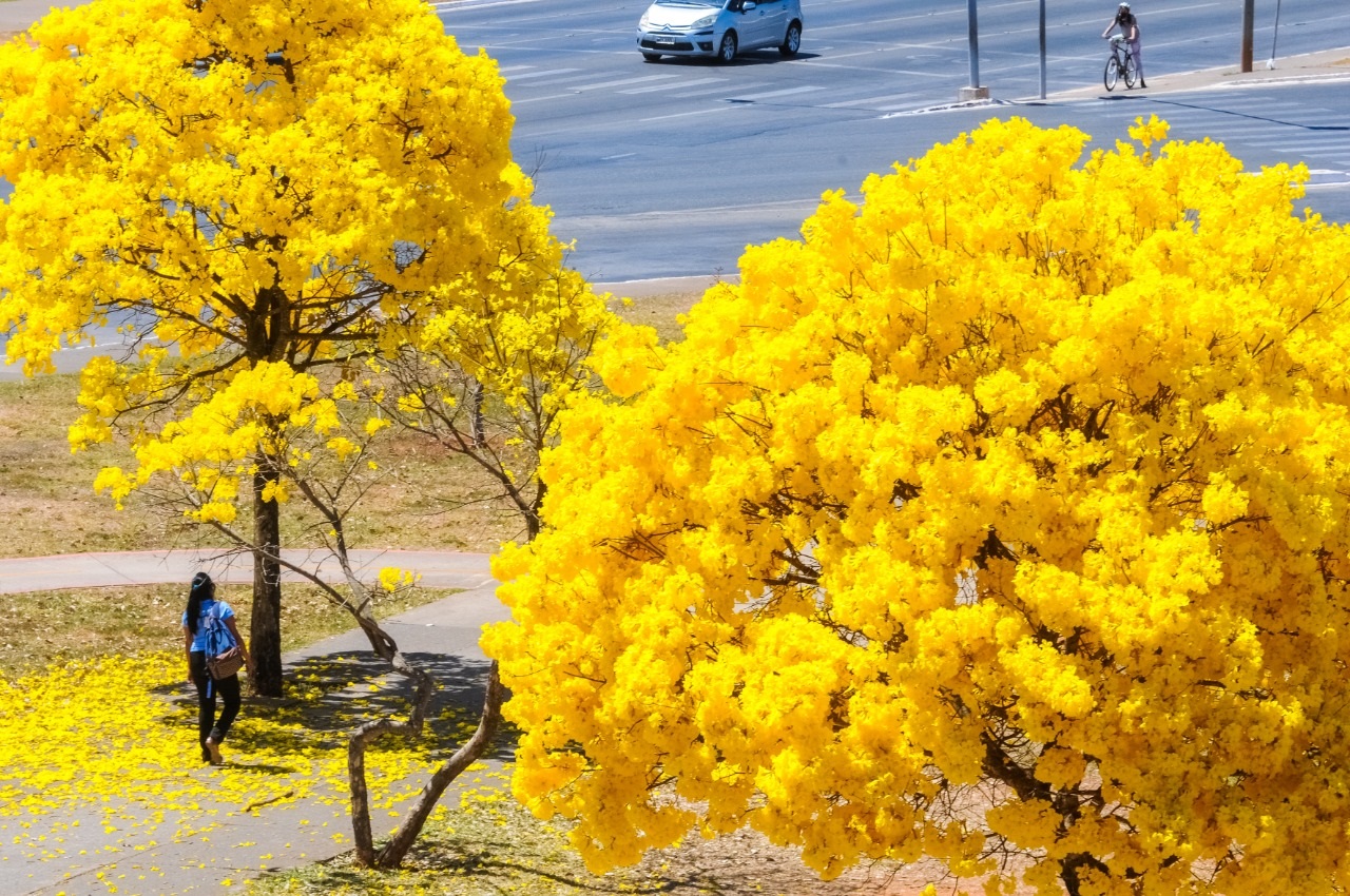 Ipês colorem o DF na seca, a caminho da primavera – Agência Brasília
