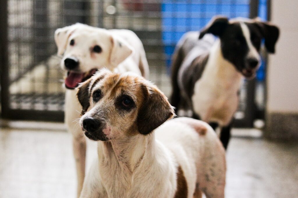 Castração gratuita de 1,8 mil cães e gatos por mês - Agência Brasília