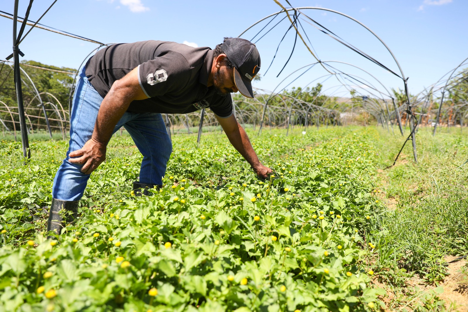 Decreto da Governadora Regulamenta Boas Práticas Agropecuárias