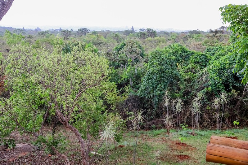 GDF Investirá R$ 16,8 Milhões em Projetos Ambientais em Junho