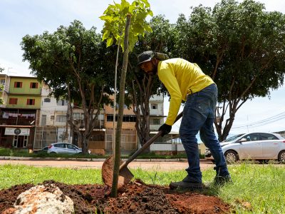 Mais verde e urbanizado, Sol Nascente/Pôr do Sol recebe mudas de árvores em diferentes pontos da cidade