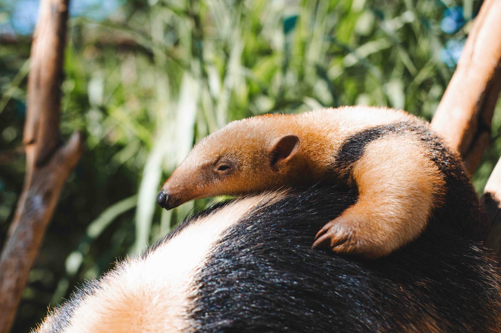 Paçoca é o nome do novo filhote de tamanduá-mirim do Zoo