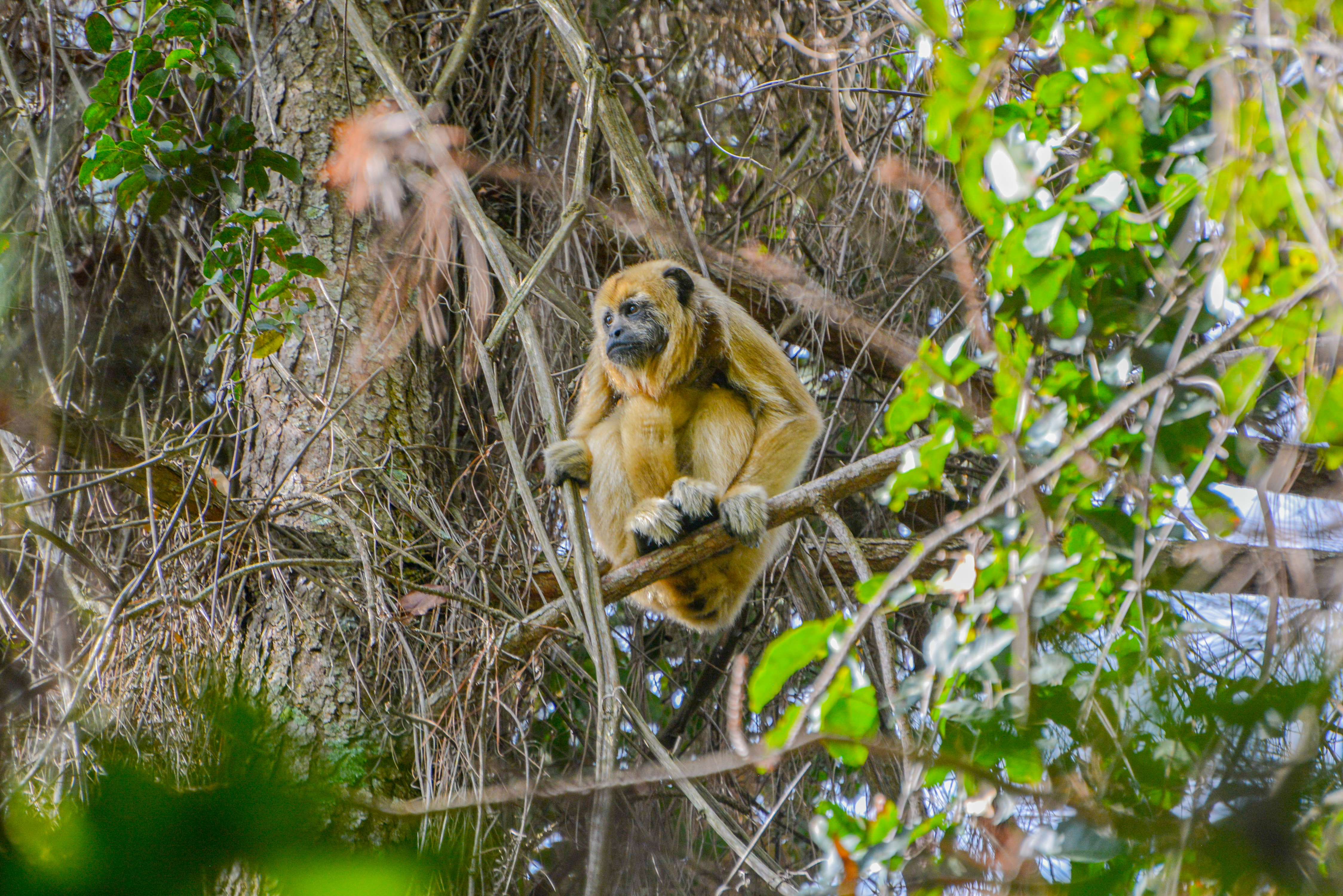 Celebrado nesta quinta (11), Dia do Cerrado terá o mês inteiro de atividades no DF