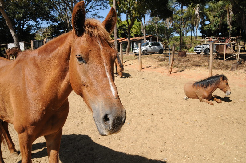 Animais de grande porte resgatados das vias do DF ganham um novo lar