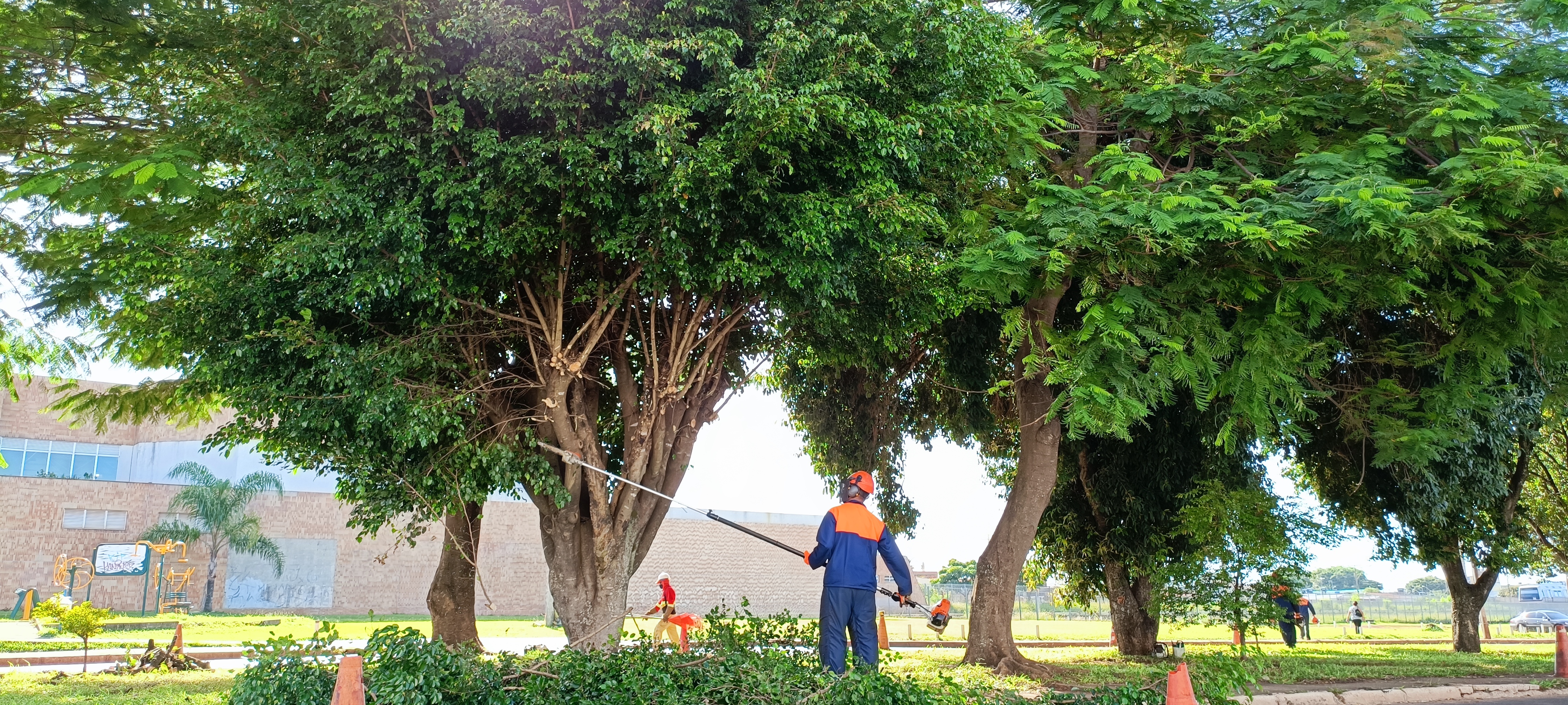 Com serviço de podas intensificado, GDF registra redução nas reclamações