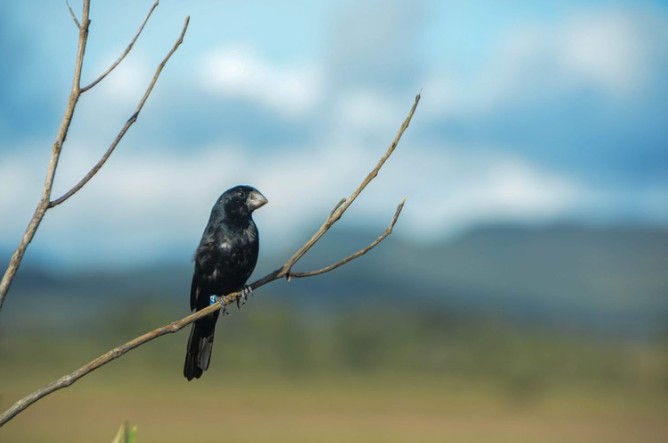 Começa renovação de cadastro no sistema para criadores de pássaros do DF