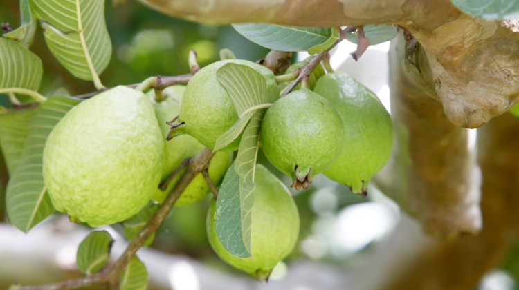 Produção de goiaba no DF cresce 8,6% em 2022 e chega a 7.687 toneladas