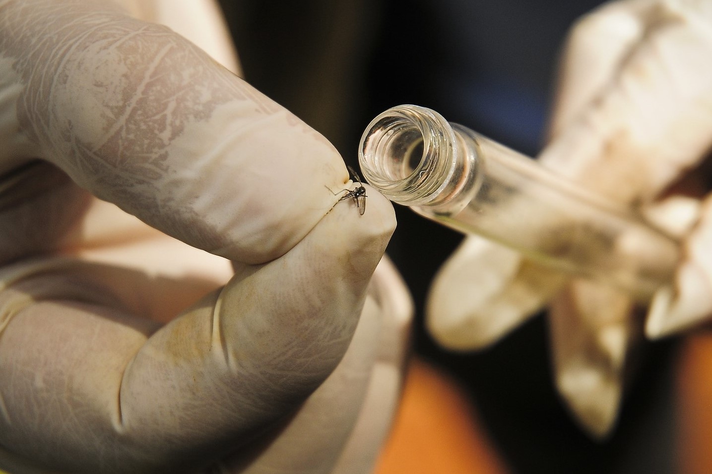 Saúde se prepara para implementar tecnologia complementar no combate à dengue