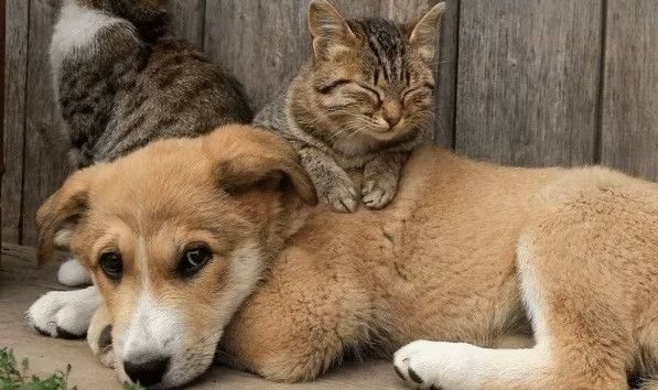 Nova lei institui Programa Guardião Responsável para cães e gatos no Distrito Federal