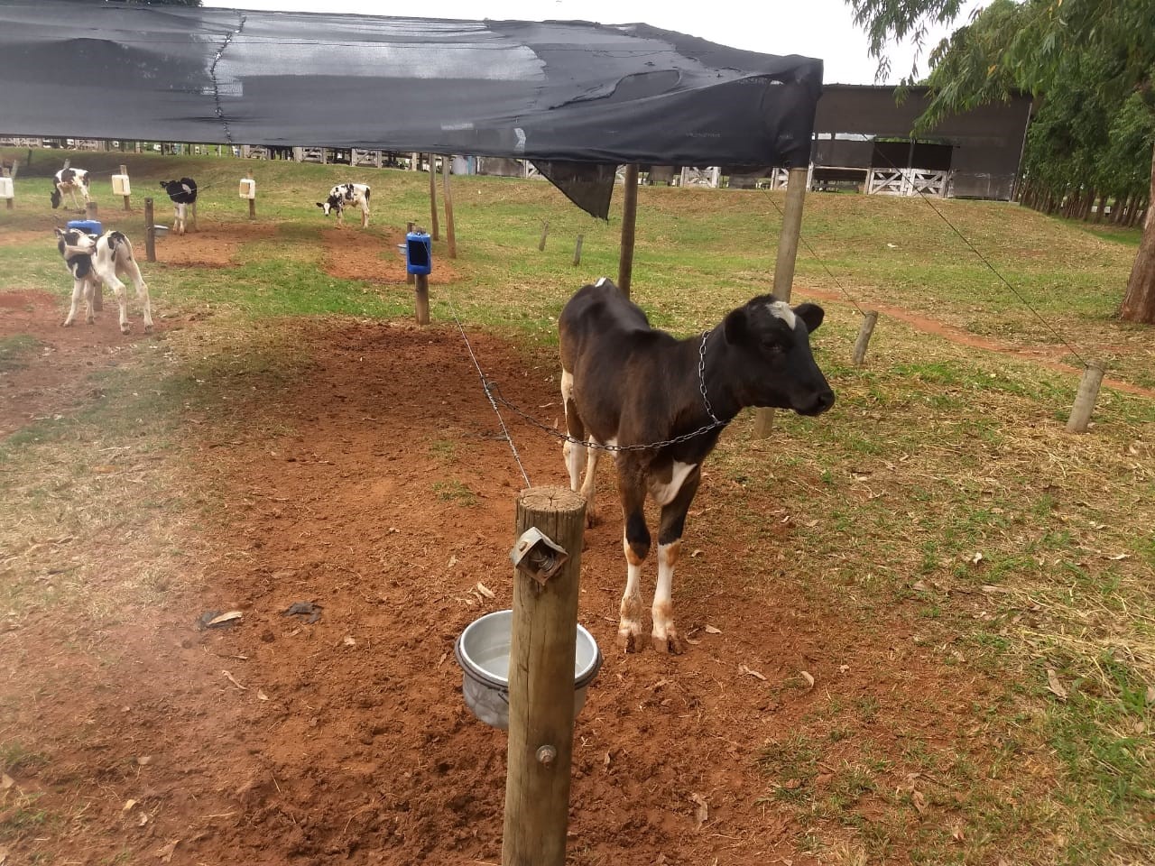 Novo modelo de instalação para bezerros é mostrado na AgroBrasília