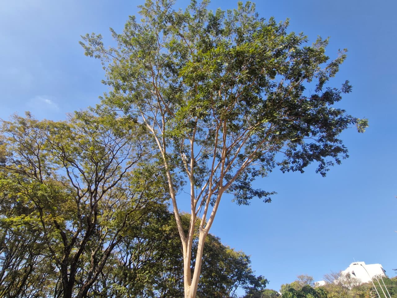 Conheça a importância do angico-farinha-seca para a arborização do DF