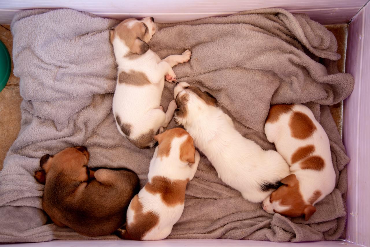 Feira Pet Buriti terá mais uma edição