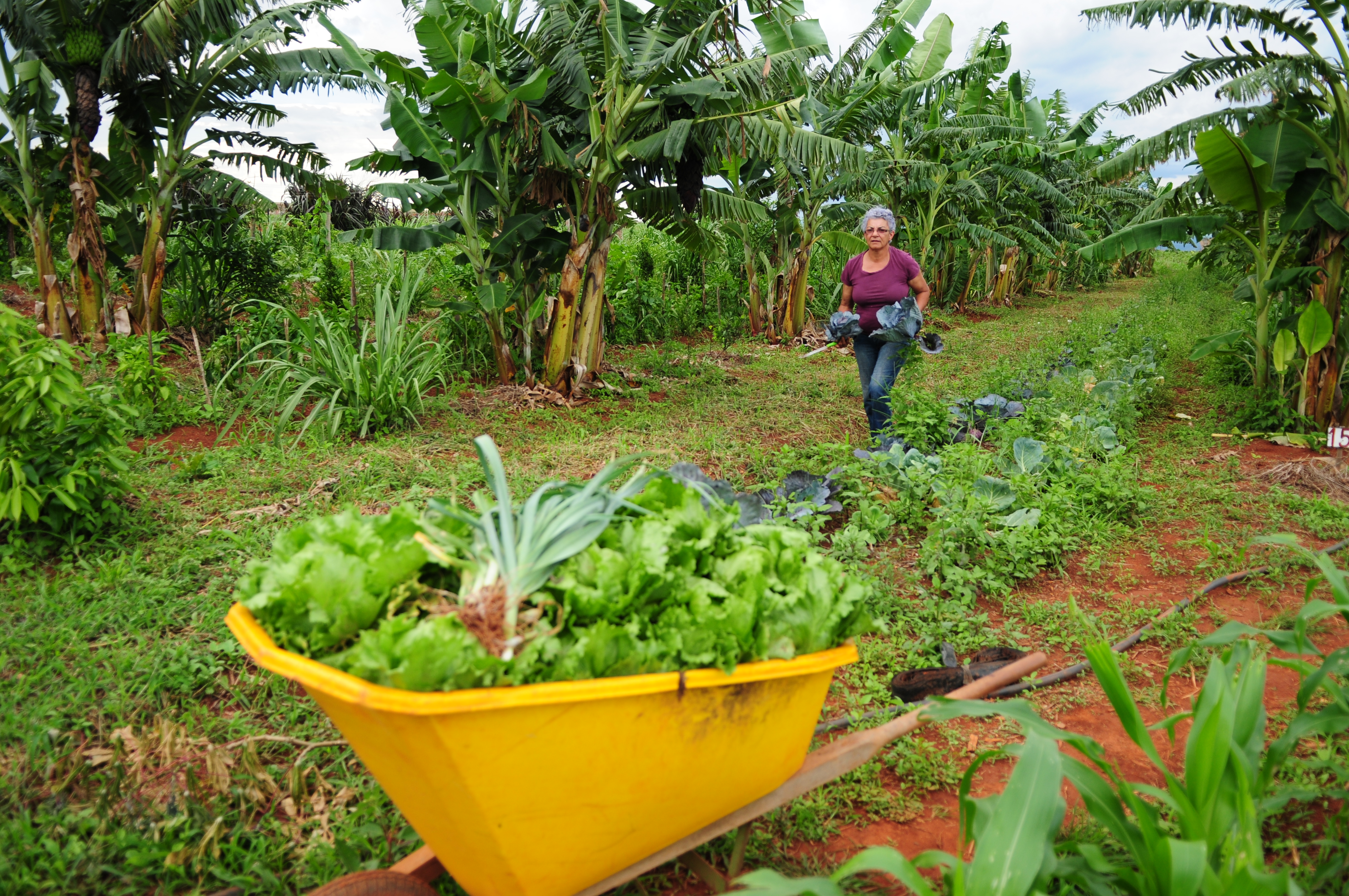 DF recebe a 3ª Conferência de Desenvolvimento Rural Sustentável e Solidário