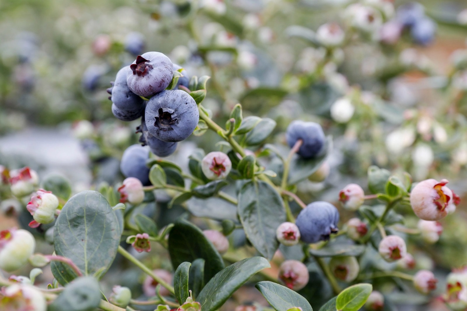 Produção de mirtilo impulsiona renda de agricultores do DF