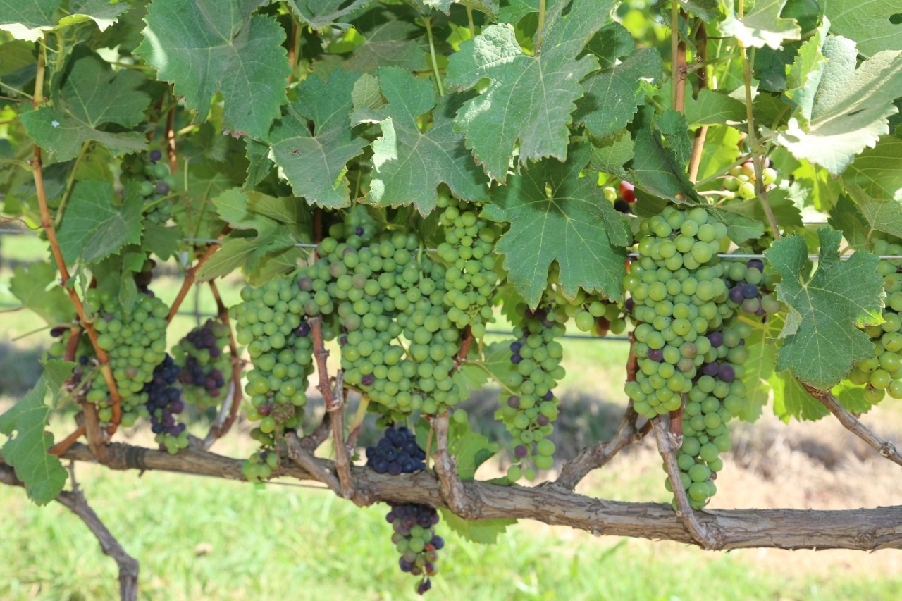 Feira da Uva e do Vinho altera o trânsito em Planaltina